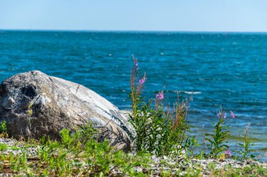 sert rock ve deniz kenarı yeşil yaz bitki örtüsü
