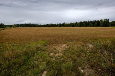kırsal kesimde bulutlu gökyüzü altında yaz aylarında buğday alan ekili