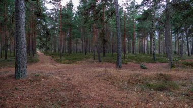 sakin çam ağacı orman arka plan