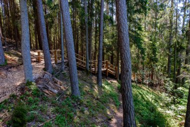 güzel çam ağacı orman Güz