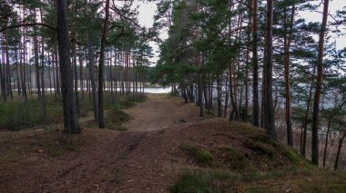 çam ağacı orman ve Doğa Göl