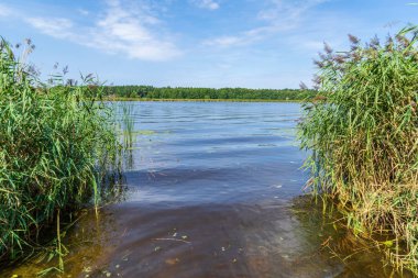 yeşil yapraklar, ağaçlar ve çim kıyısında ile yaz aylarında su yüzeyi sakin