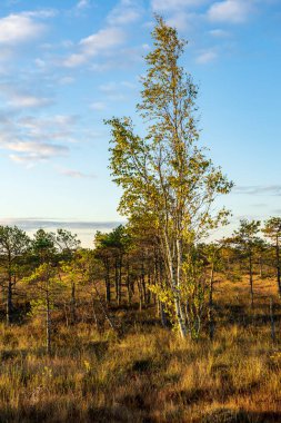 güneşli bir günde bataklık bölgede büyüyen ağaçlar