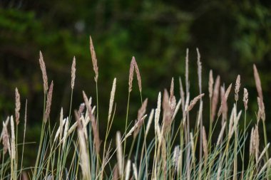 Yaz aylarında ekili buğday alanında kırsal