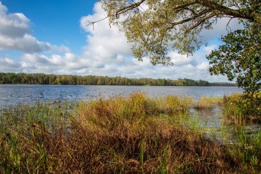 kırsal kesimde kıyısında bitkiler ile güzel göl manzara