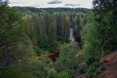 dalgalı nehir orman yeşil yaz ormanda, Amata nehir, Letonya