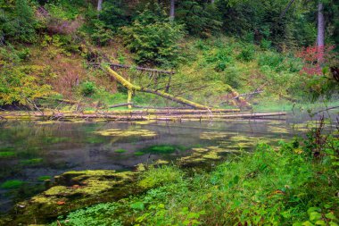 Yaz ormanda orman Nehri'nin eski akışı