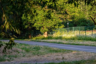 kırsal kesimde perspektifte yaz asfalt yol