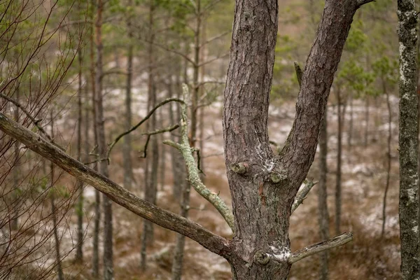 Detail Borových Kmenů Stromů Lese — Stock fotografie