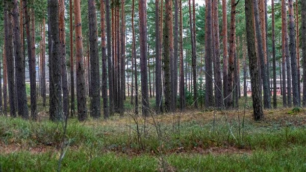 Hintergrund Des Ruhigen Kiefernwaldes — Stockfoto