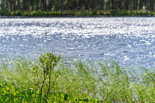 Background Blurred Shining Lake Sunlight Green Vegetation — Stock Photo, Image