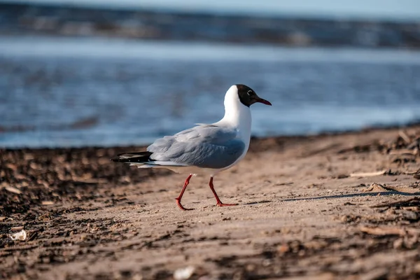 Seagull Walking Sea Shore Summer — Stock Photo, Image
