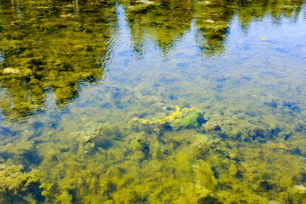 Patrón Vegetación Bajo Agua Lago Verano —  Fotos de Stock