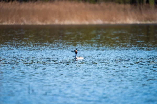 Dziki Ptak Spoczynku Wodzie Jezioro Słońcu — Zdjęcie stockowe