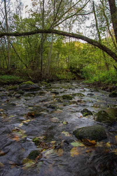 Kameny Řece Zelené Vegetace Břehu Létě — Stock fotografie