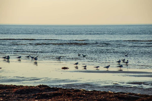 Bando Aves Selvagens Que Descansam Água Perto Costa — Fotografia de Stock