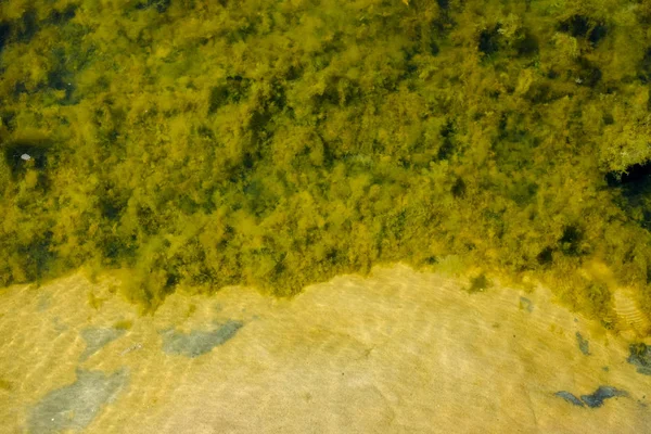 Modèle Végétation Sous Marine Dans Lac Été — Photo