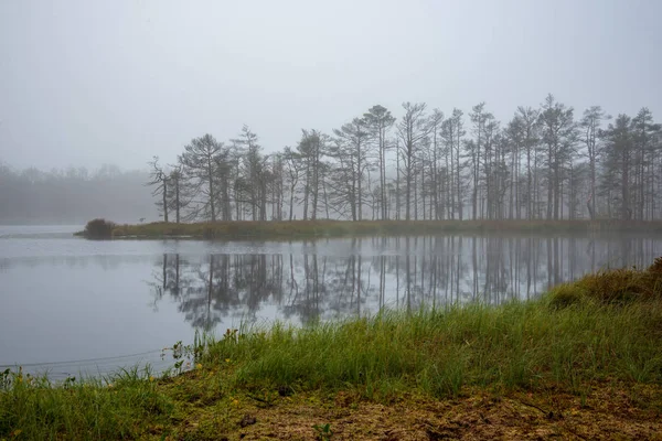 Ochtendnevel Moerasgebied Bij Zonsopgang — Stockfoto