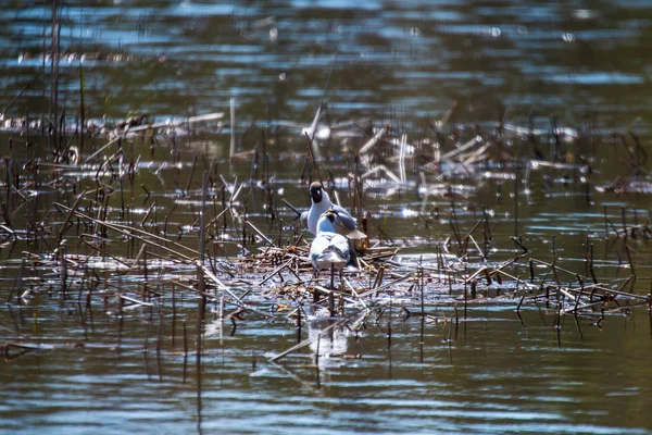 Dzikie Ptaki Odpoczynek Wodzie Nad Jeziorem — Zdjęcie stockowe