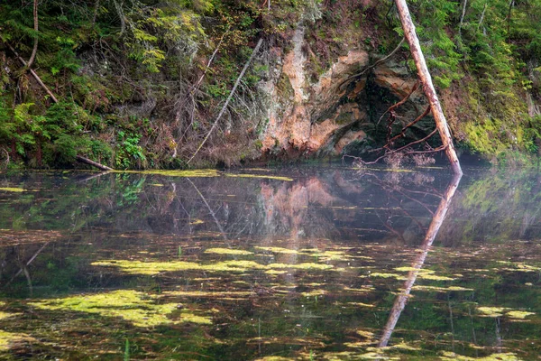 Старый Поток Лесной Реки Летних Лесах — стоковое фото