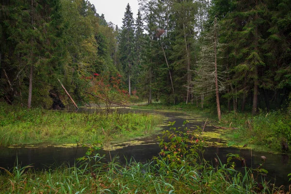 Alter Bach Des Waldflusses Sommerwald — Stockfoto