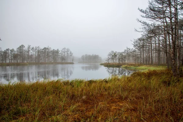 Nebbia Mattutina Nella Zona Paludosa All Alba — Foto Stock