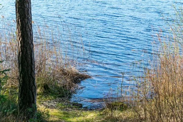 Close Van Lakeside Met Boomstam Groen Gras — Stockfoto