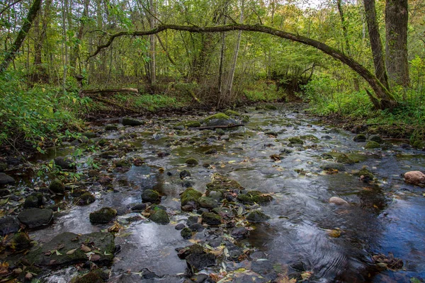 Rochas Rio Vegetação Verde Nas Margens Verão — Fotografia de Stock