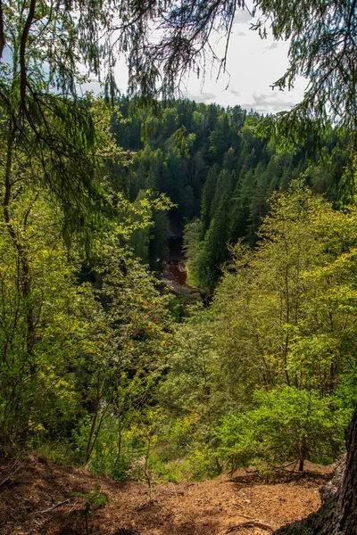 Rio Ondulado Floresta Florestas Verdes Verão Rio Amata Letónia — Fotografia de Stock