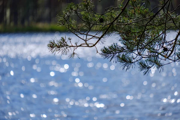 Ιστορικό Θολή Λίμνη Λάμπει Στο Φως Του Ήλιου Και Πράσινη — Φωτογραφία Αρχείου