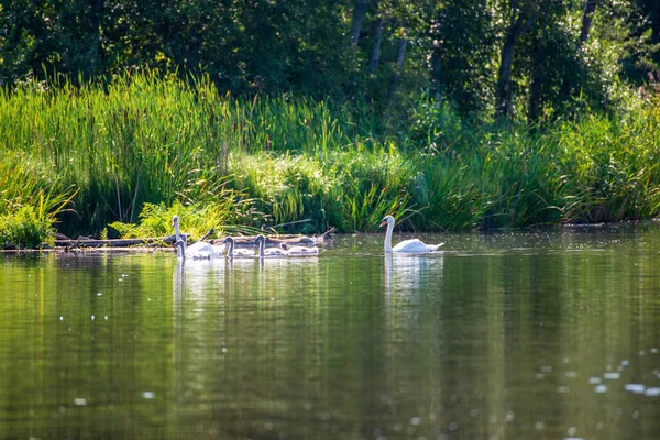 Зграя Диких Лебедів Відпочиває Воді Біля Зеленого Берега Влітку — стокове фото