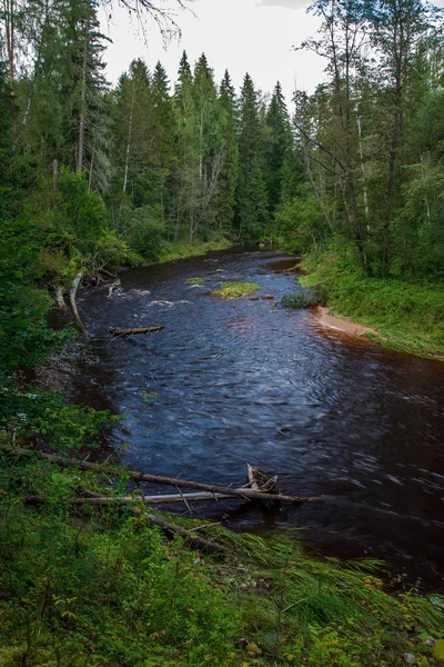 Golvende Rivier Bos Groene Zomer Bossen Amata Rivier Letland — Stockfoto