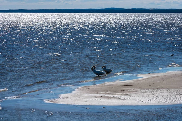 Svanar Som Vilar Havsstranden Soliga Dag — Stockfoto