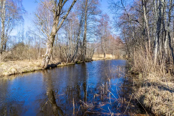 秋の田舎で秋の青空の下裸の木湖 — ストック写真