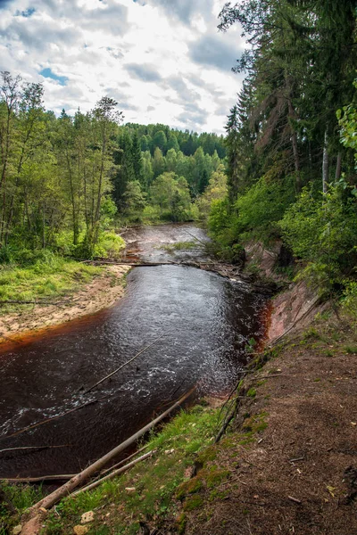 绿色的夏天在森林里的波浪河 拉脱维亚的阿马塔河 从上面看 有很多树叶和树木 — 图库照片