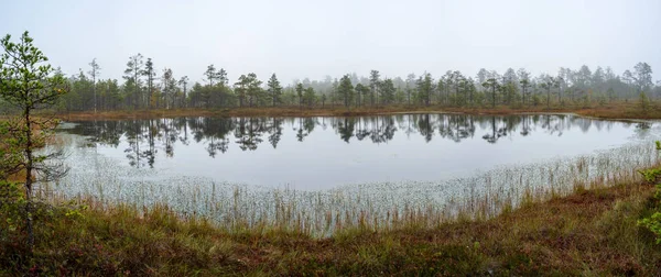 Maisema Kaunis Järvi Kasveja Rannalla Maaseudulla — kuvapankkivalokuva