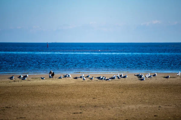 Mavi Gökyüzünün Altında Deniz Kıyısında Dinlenme Yabani Kuşlar Sürüsü — Stok fotoğraf