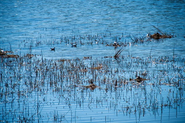 Oiseaux Sauvages Reposant Dans Eau Sur Lac — Photo