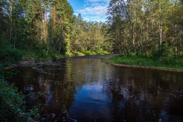 在森林波浪形的河在绿色的夏天森林 阿马塔河 拉脱维亚 — 图库照片