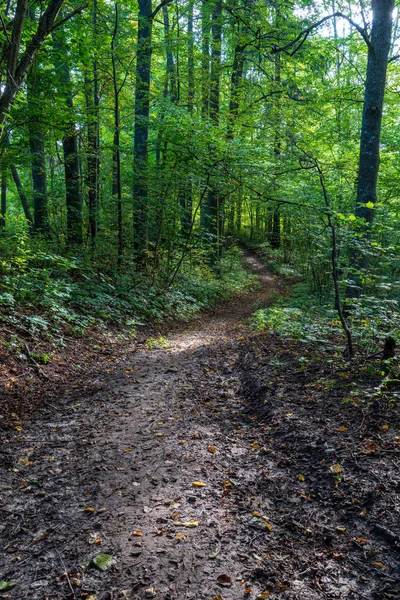 Touristischer Fußweg Sommergrünen Wald — Stockfoto