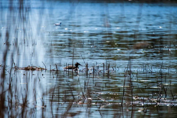 Oiseau Sauvage Reposant Dans Eau Sur Lac Lumière Soleil — Photo