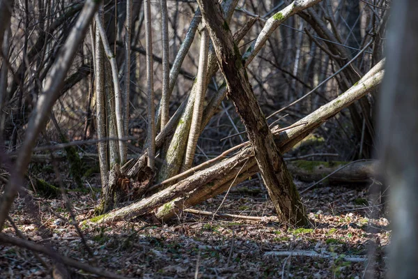 Gros Plan Des Troncs Pins Dans Forêt — Photo