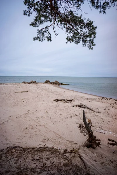 Bois Flotté Sur Plage Sable Lac Été — Photo