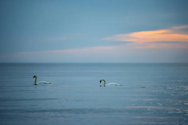 Cisnes Flutuando Superfície Água Calma — Fotografia de Stock