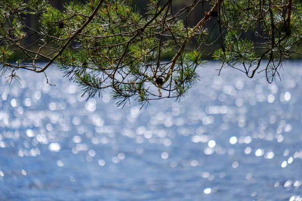 Pozadí Rozmazané Zářící Jezera Slunečním Světle Zelené Vegetace — Stock fotografie