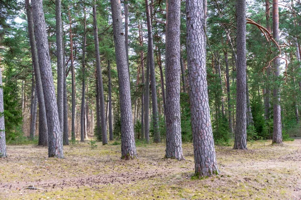 Närbild Tallstammar Träd Skogen — Stockfoto