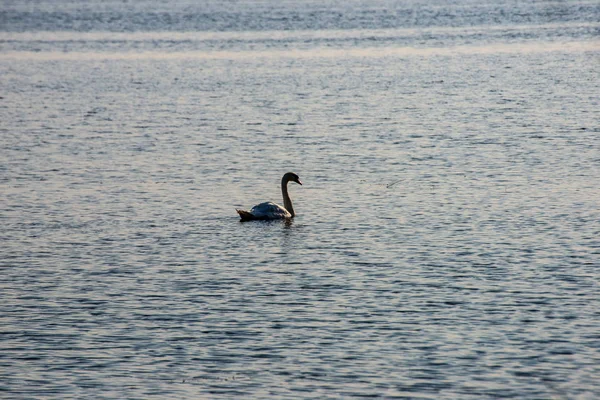 Wilde Vogels Rusten Kalm Water Platteland — Stockfoto