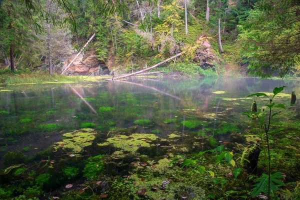 Ancien Ruisseau Rivière Forêt Dans Les Bois Été — Photo