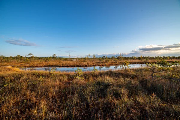 Paesaggio Della Zona Paludosa Con Tempo Soleggiato — Foto Stock