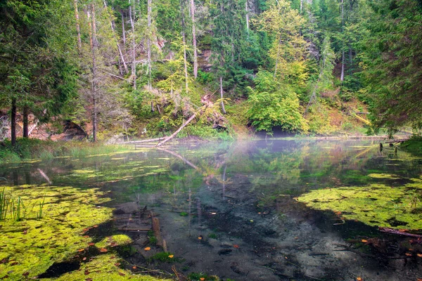 Старый Поток Лесной Реки Летних Лесах — стоковое фото